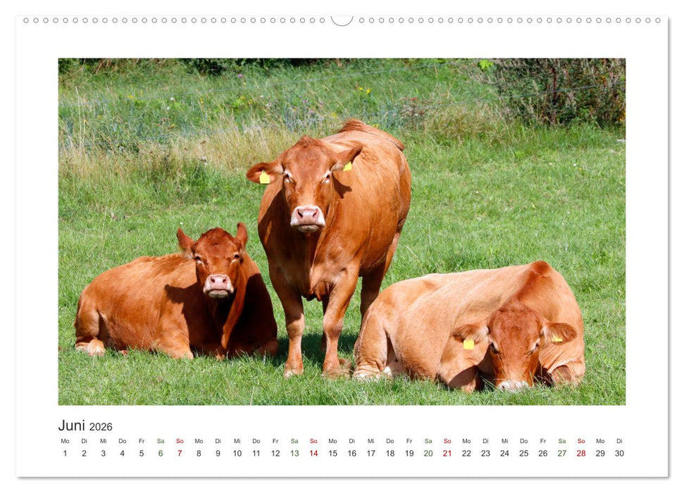 MuhViehStars (CALVENDO Premium Wandkalender 2026)