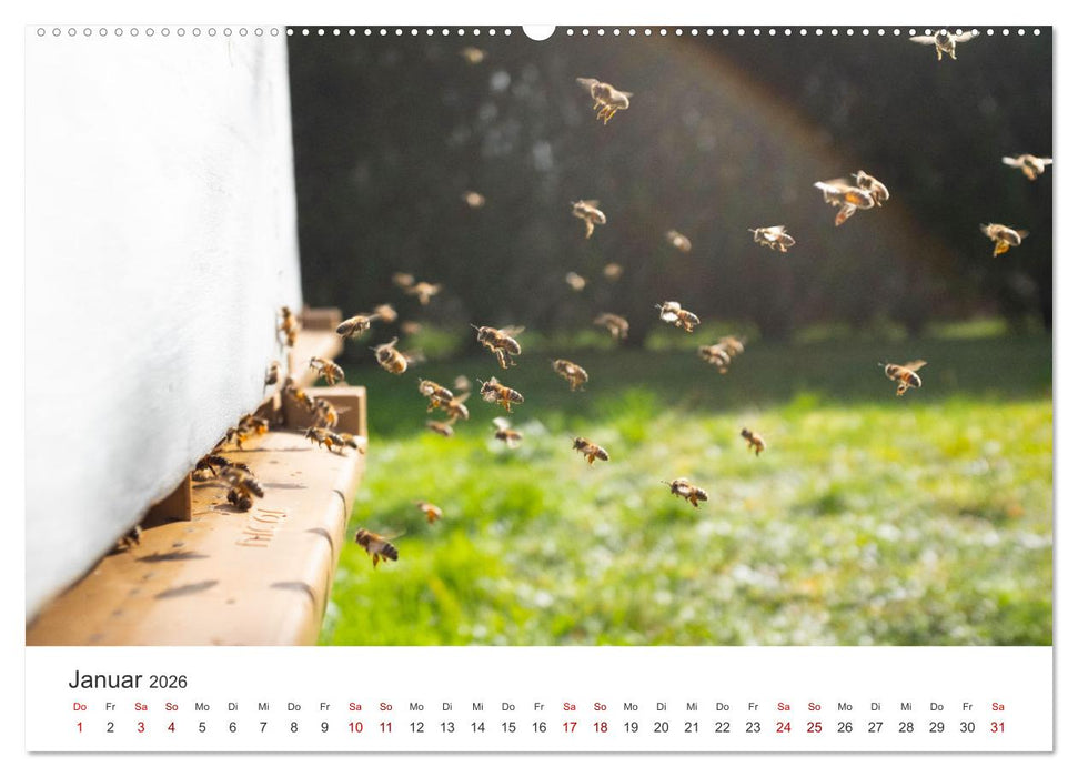 Bienen - Die fleißigen Tierchen die den Honig herstellen. (CALVENDO Premium Wandkalender 2026)