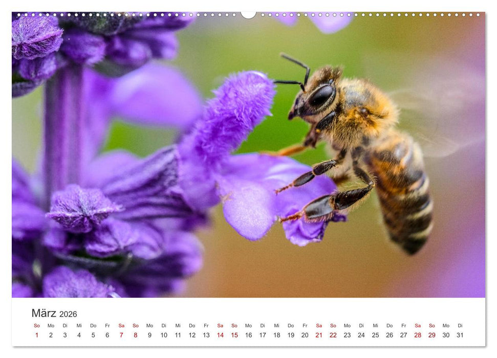 Bienen - Die fleißigen Tierchen die den Honig herstellen. (CALVENDO Premium Wandkalender 2026)