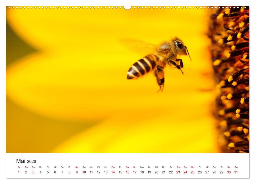 Bienen - Die fleißigen Tierchen die den Honig herstellen. (CALVENDO Premium Wandkalender 2026)