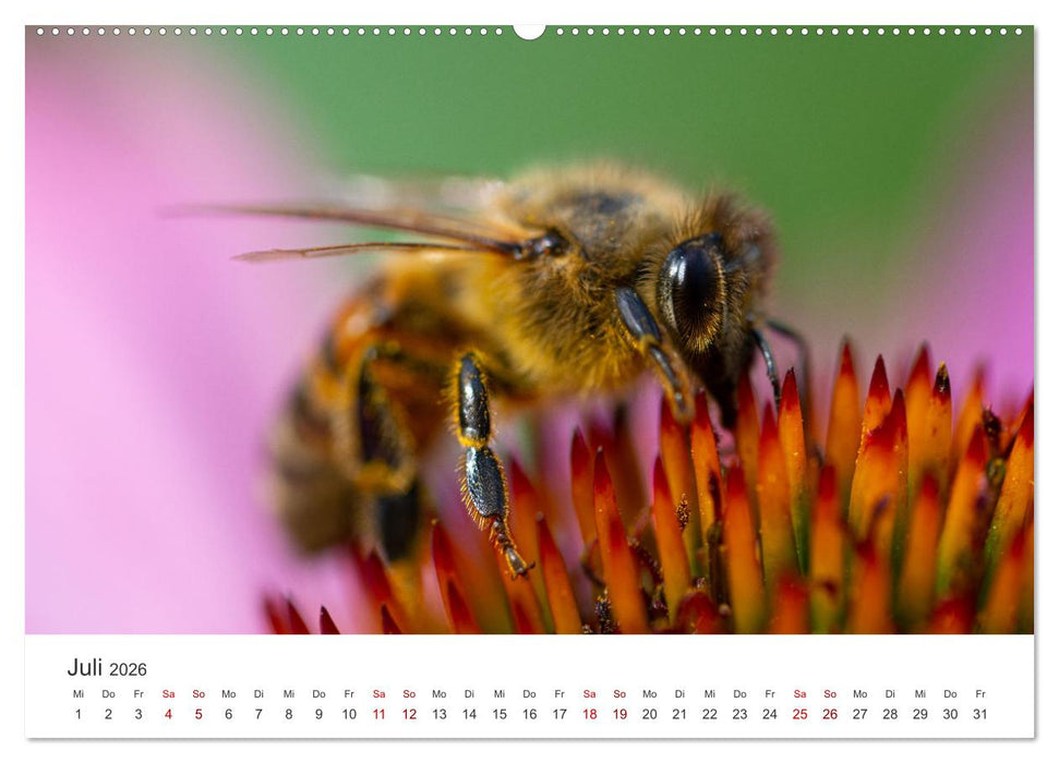 Bienen - Die fleißigen Tierchen die den Honig herstellen. (CALVENDO Premium Wandkalender 2026)