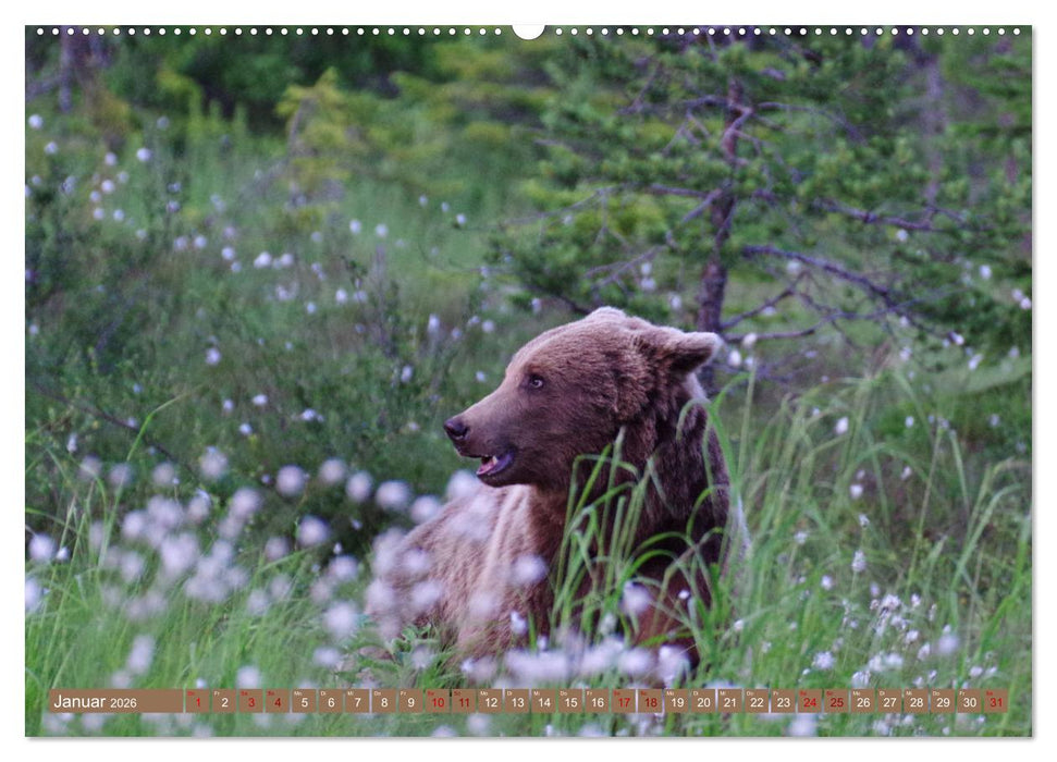Wilde Bärenwelt (CALVENDO Premium Wandkalender 2026)