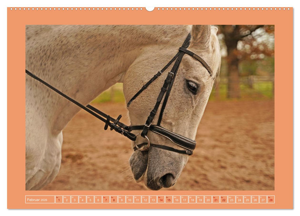 Faszination Schimmel (CALVENDO Premium Wandkalender 2026)