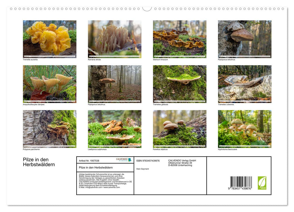 Pilze in den Herbstwäldern (CALVENDO Premium Wandkalender 2026)