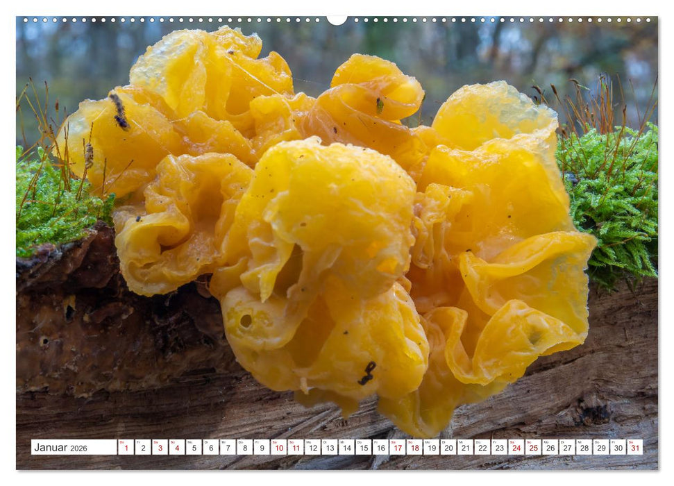 Pilze in den Herbstwäldern (CALVENDO Premium Wandkalender 2026)