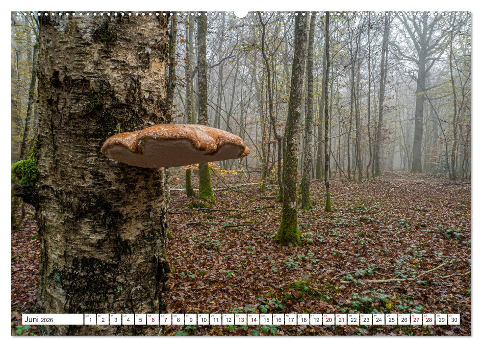 Pilze in den Herbstwäldern (CALVENDO Premium Wandkalender 2026)