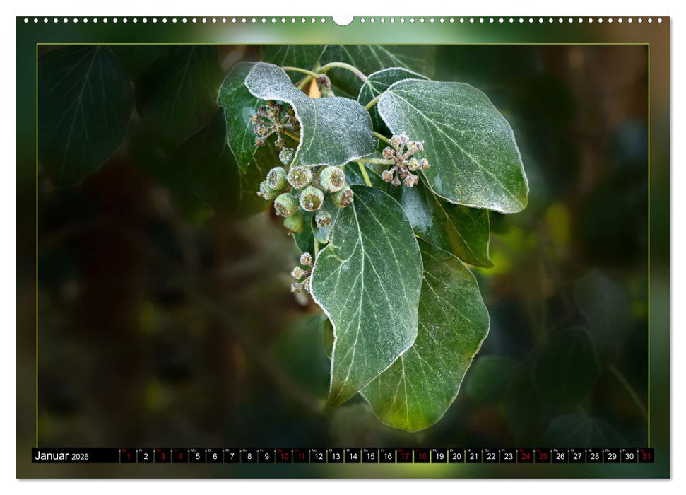 Blattkunstwerke (CALVENDO Premium Wandkalender 2026)