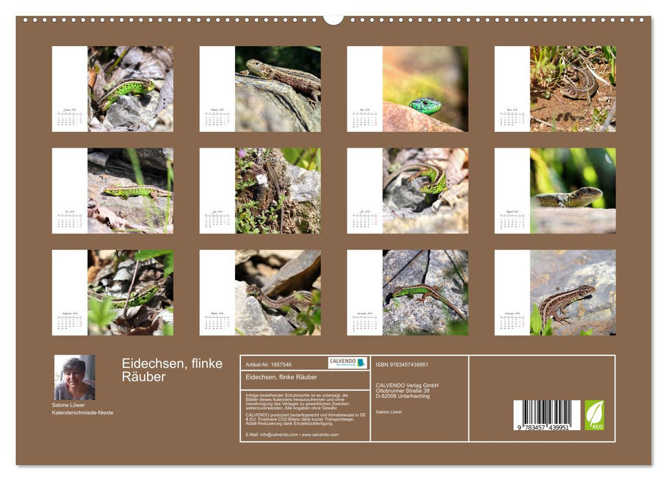 Eidechsen, flinke Räuber (CALVENDO Premium Wandkalender 2026)