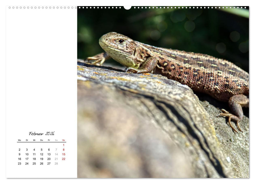 Eidechsen, flinke Räuber (CALVENDO Premium Wandkalender 2026)