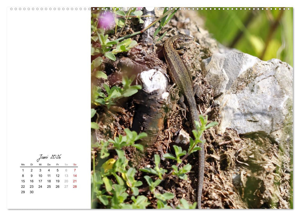 Eidechsen, flinke Räuber (CALVENDO Premium Wandkalender 2026)