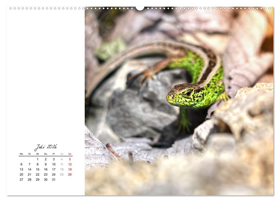 Eidechsen, flinke Räuber (CALVENDO Premium Wandkalender 2026)