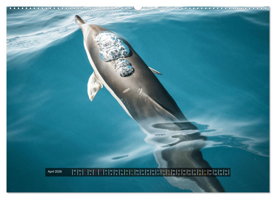 Madeira - Paradies im Atlantik (CALVENDO Premium Wandkalender 2026)