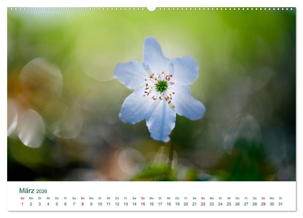 Auwälder bei Enns (CALVENDO Premium Wandkalender 2026)