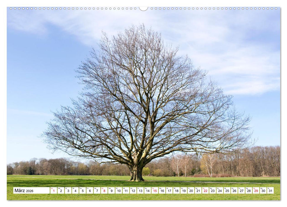 Die Buche: 12 Baumporträts (CALVENDO Premium Wandkalender 2026)
