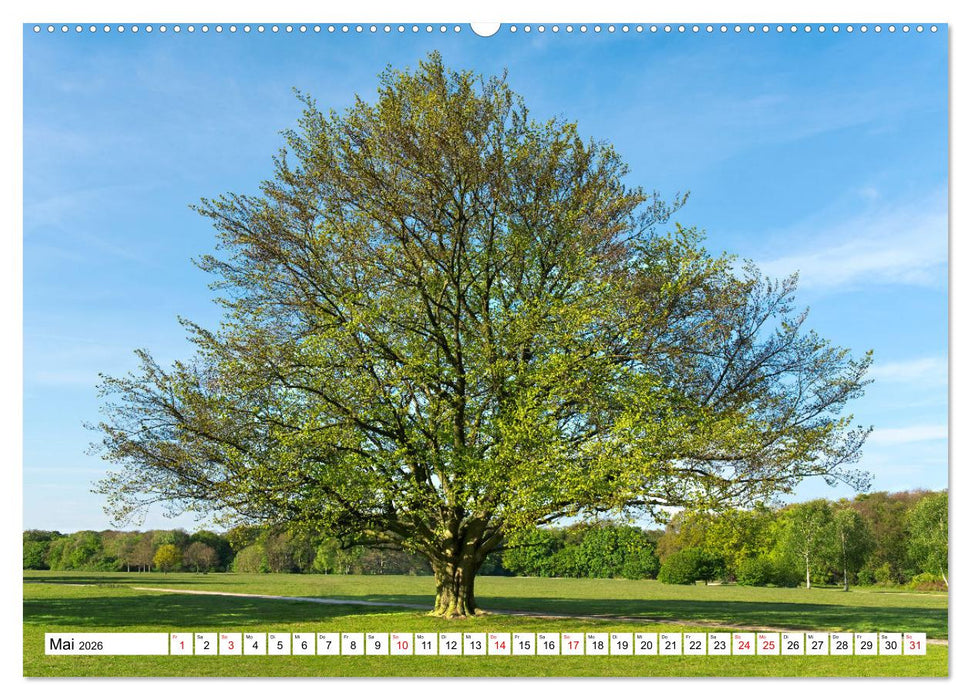 Die Buche: 12 Baumporträts (CALVENDO Premium Wandkalender 2026)