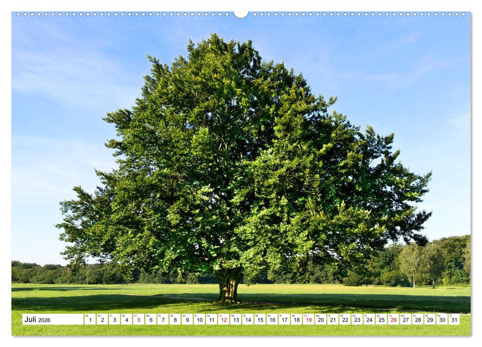 Die Buche: 12 Baumporträts (CALVENDO Premium Wandkalender 2026)