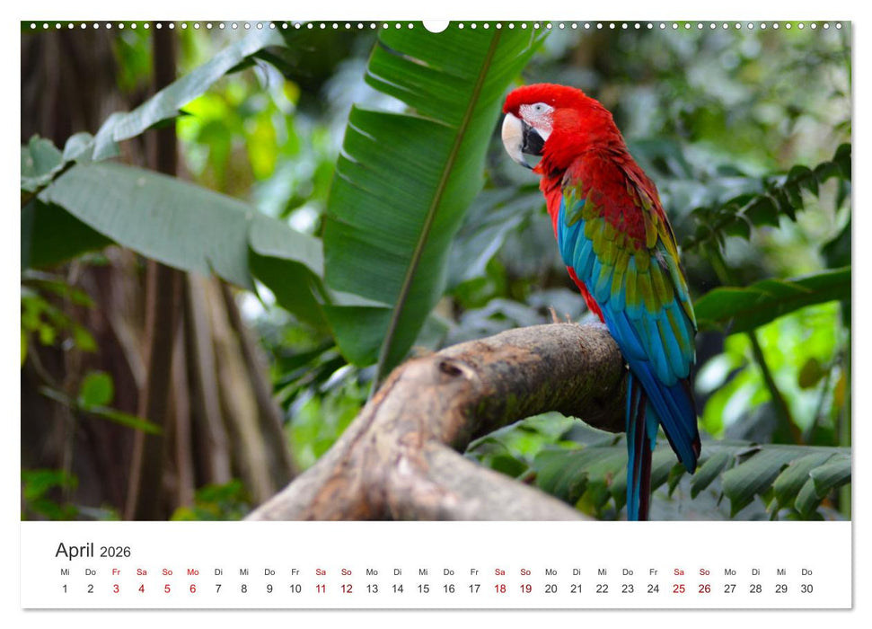 Kolumbien - Eine unvergessliche Reise durch das bunte Land. (CALVENDO Premium Wandkalender 2026)