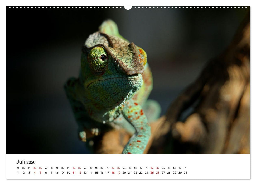 Naturparadies Madagaskar (CALVENDO Premium Wandkalender 2026)