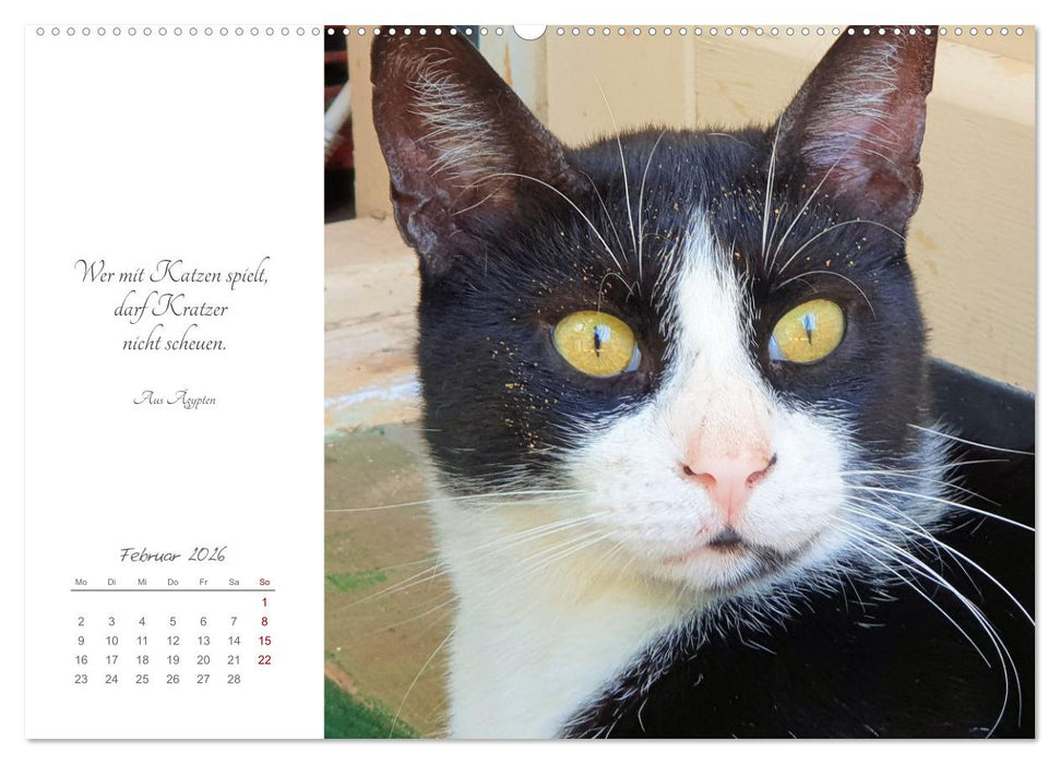 Catlovers - Ein Jahr voller Samtpfoten und charmanten Weisheiten (CALVENDO Wandkalender 2026)