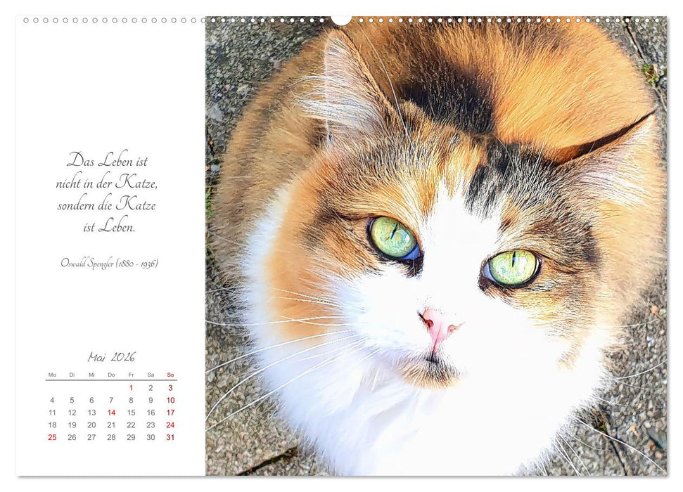 Catlovers - Ein Jahr voller Samtpfoten und charmanten Weisheiten (CALVENDO Wandkalender 2026)