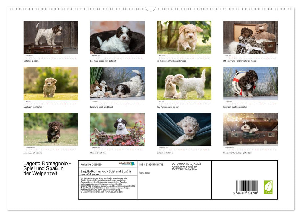 Lagotto Romagnolo - Spiel und Spaß in der Welpenzeit (CALVENDO Premium Wandkalender 2026)