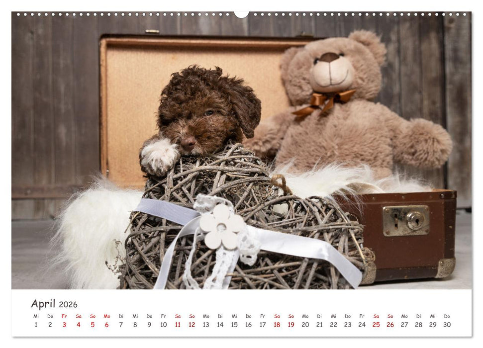 Lagotto Romagnolo - Spiel und Spaß in der Welpenzeit (CALVENDO Premium Wandkalender 2026)