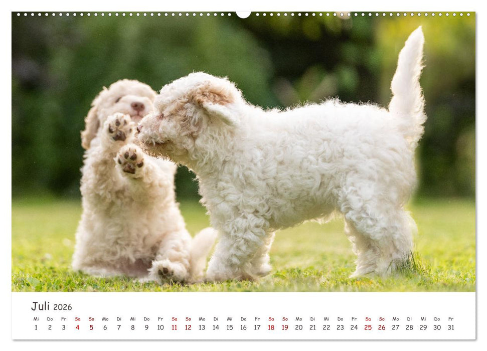 Lagotto Romagnolo - Spiel und Spaß in der Welpenzeit (CALVENDO Premium Wandkalender 2026)