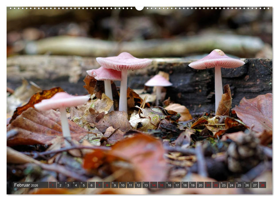 Mit interessanten Pilzen durchs Jahr (CALVENDO Premium Wandkalender 2026)