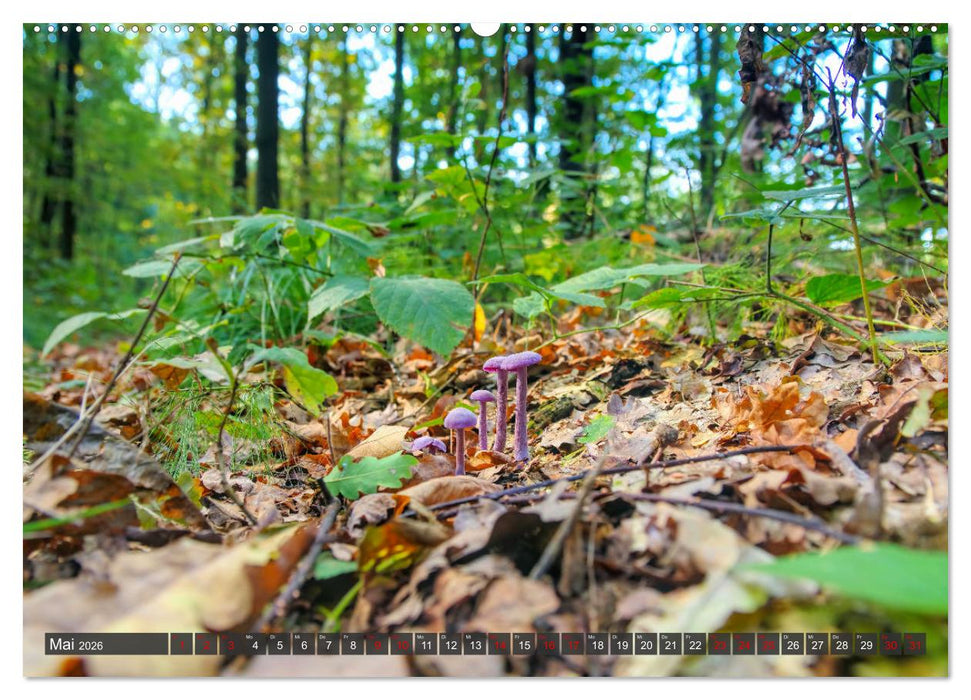 Mit interessanten Pilzen durchs Jahr (CALVENDO Premium Wandkalender 2026)