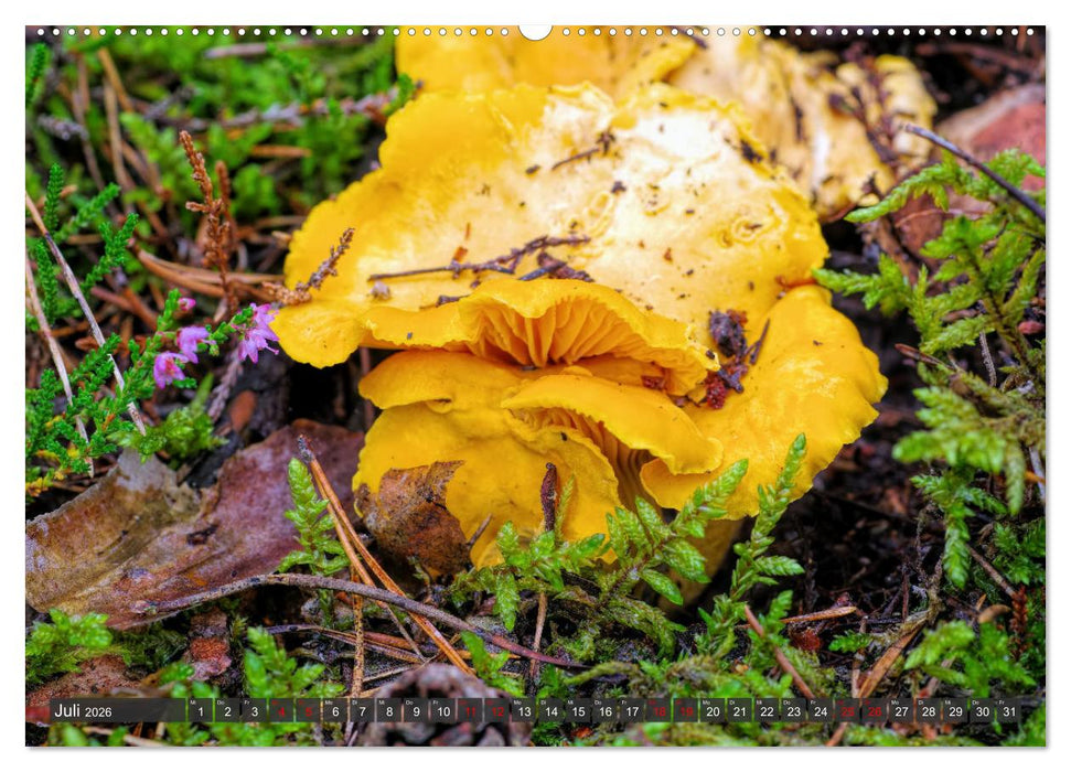 Mit interessanten Pilzen durchs Jahr (CALVENDO Premium Wandkalender 2026)