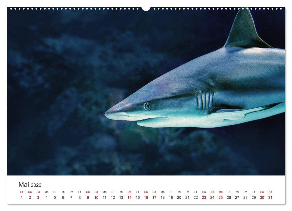 Haie - Könige der Meere. (CALVENDO Premium Wandkalender 2026)