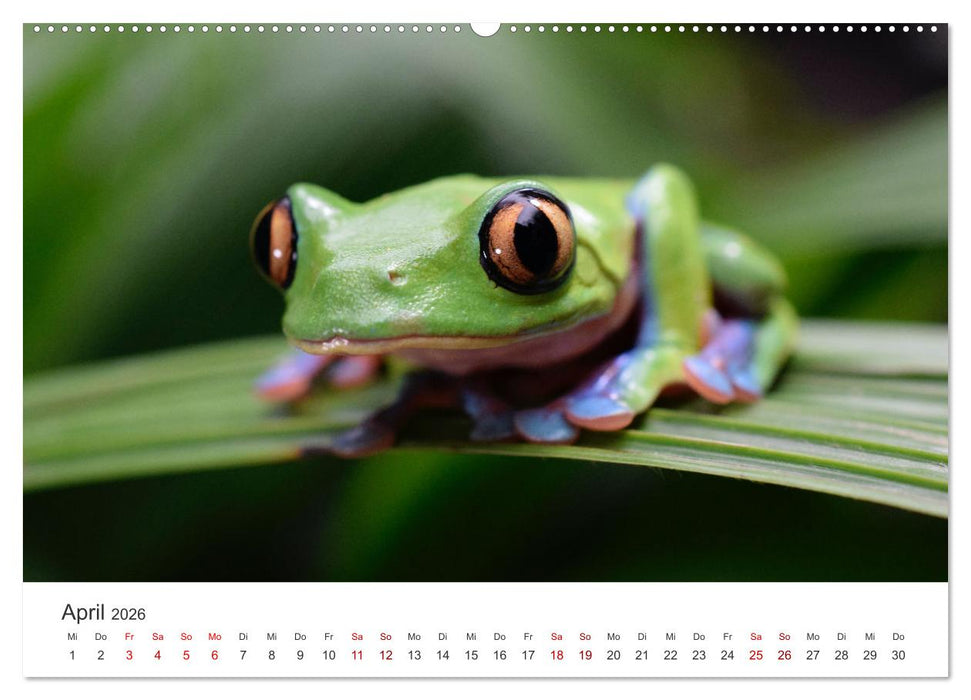 Frösche - Die wunderschöne Welt der bunten Hüpfer. (CALVENDO Premium Wandkalender 2026)