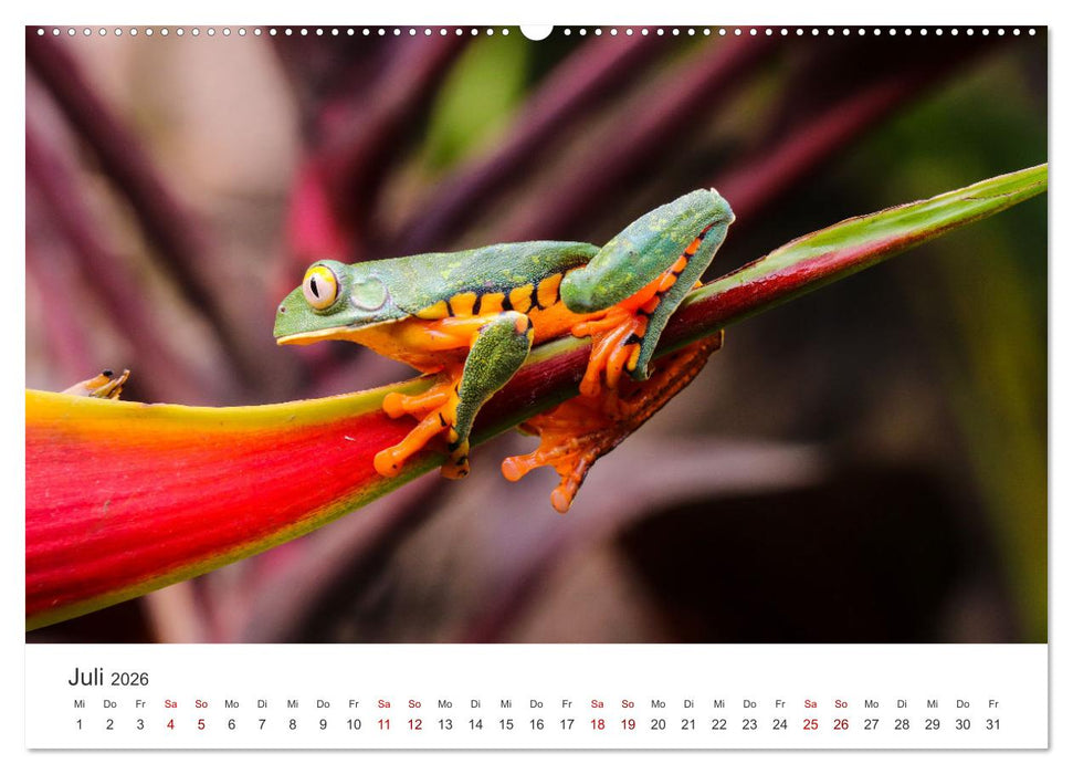 Frösche - Die wunderschöne Welt der bunten Hüpfer. (CALVENDO Premium Wandkalender 2026)