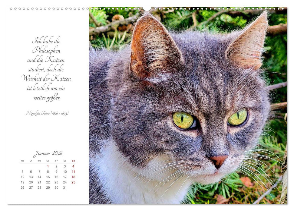 Catlovers - Ein Jahr voller Samtpfoten und charmanten Weisheiten (CALVENDO Premium Wandkalender 2026)