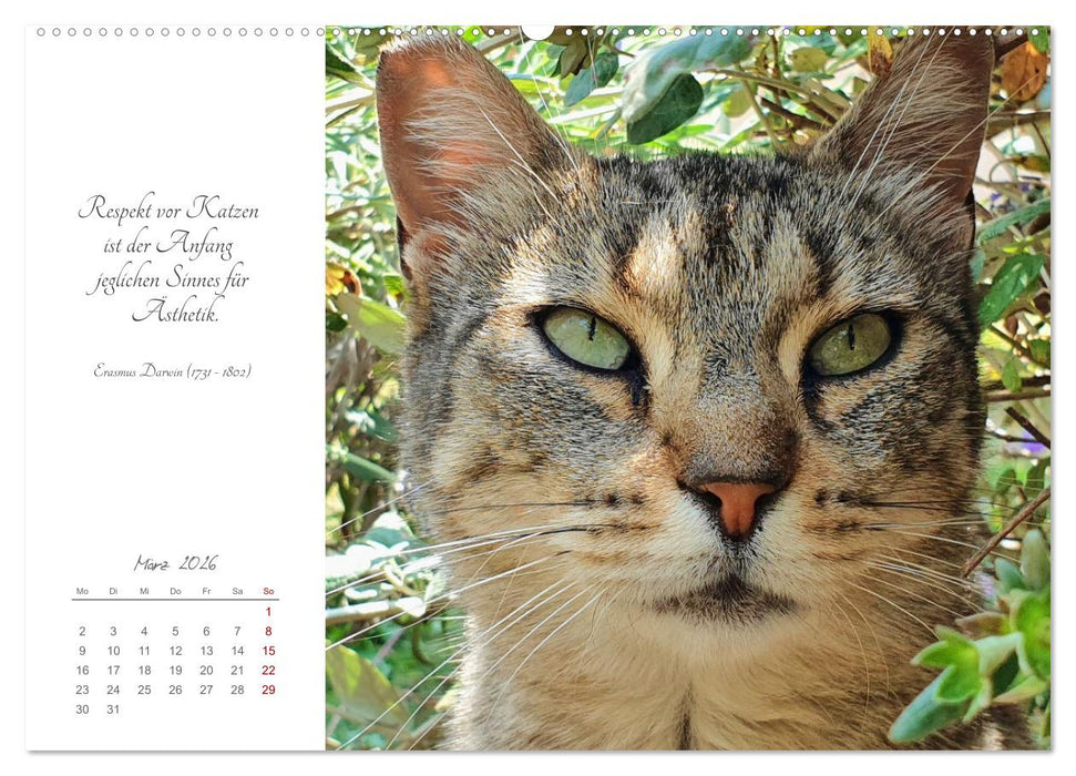 Catlovers - Ein Jahr voller Samtpfoten und charmanten Weisheiten (CALVENDO Premium Wandkalender 2026)