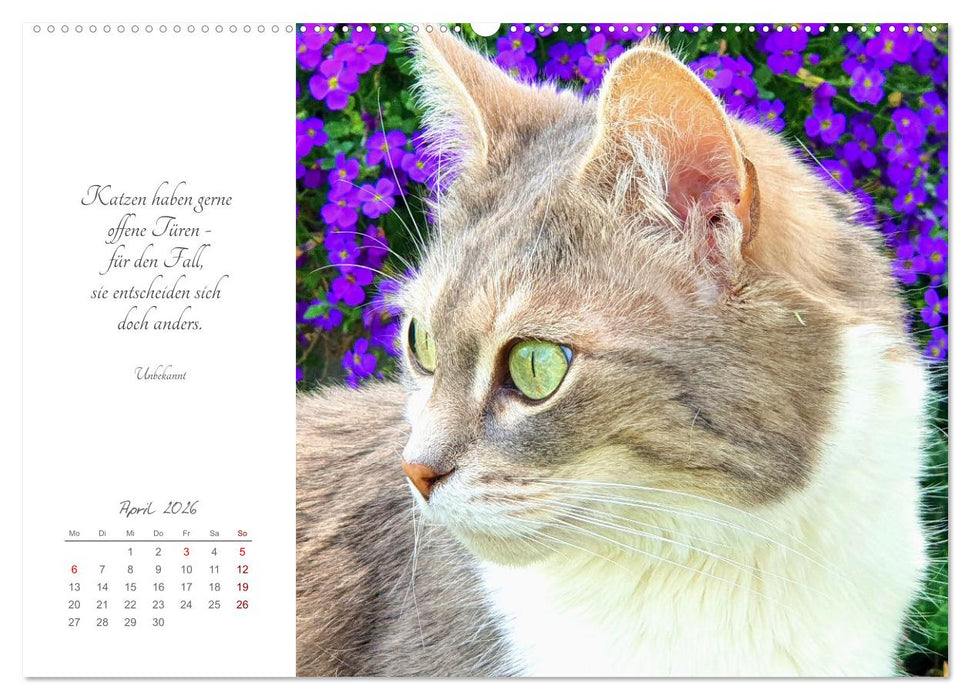 Catlovers - Ein Jahr voller Samtpfoten und charmanten Weisheiten (CALVENDO Premium Wandkalender 2026)