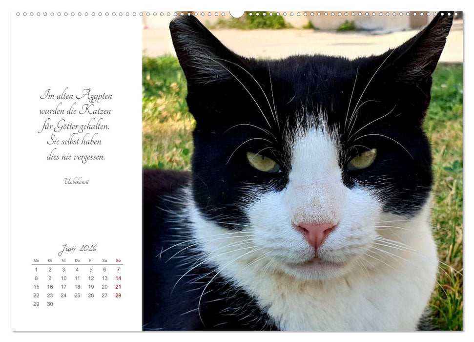 Catlovers - Ein Jahr voller Samtpfoten und charmanten Weisheiten (CALVENDO Premium Wandkalender 2026)