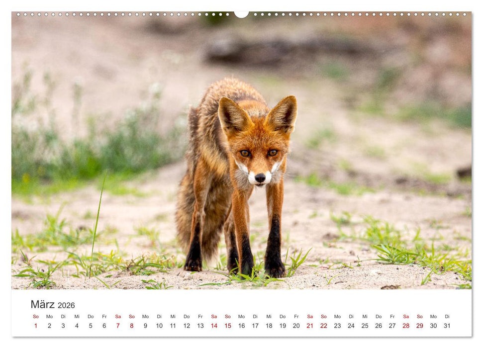 Litauen - Eine unvergessliche Reise ins Baltikum. (CALVENDO Premium Wandkalender 2026)