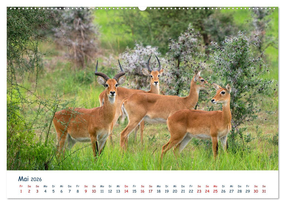 Fernweh Uganda - Naturschönheit Ostafrikas (CALVENDO Premium Wandkalender 2026)