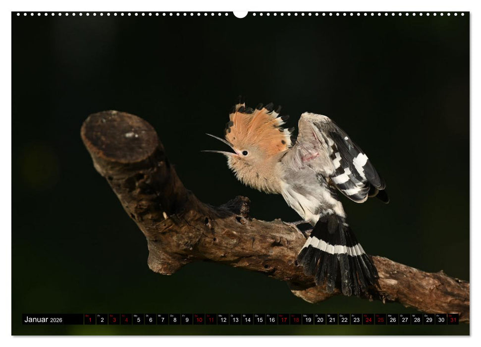Der Wiedehopf (CALVENDO Premium Wandkalender 2026)
