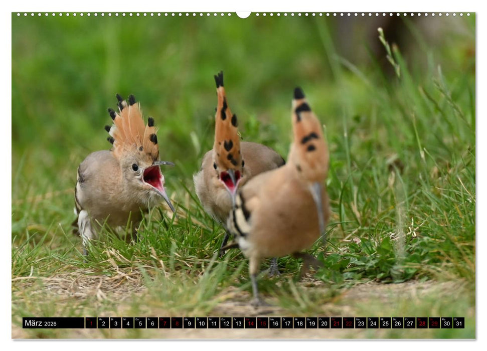 Der Wiedehopf (CALVENDO Premium Wandkalender 2026)