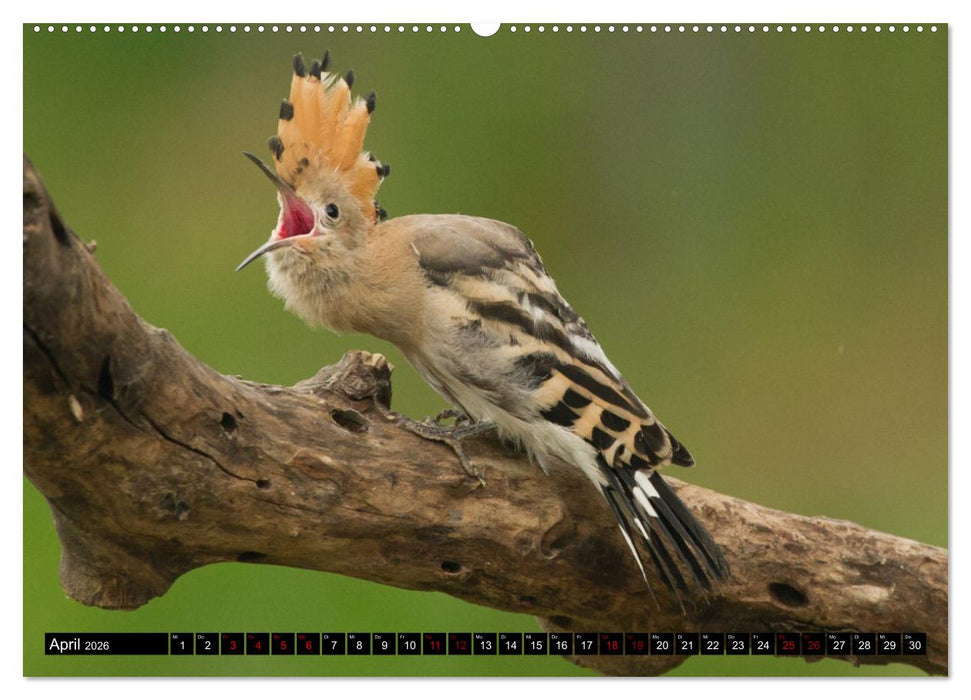 Der Wiedehopf (CALVENDO Premium Wandkalender 2026)