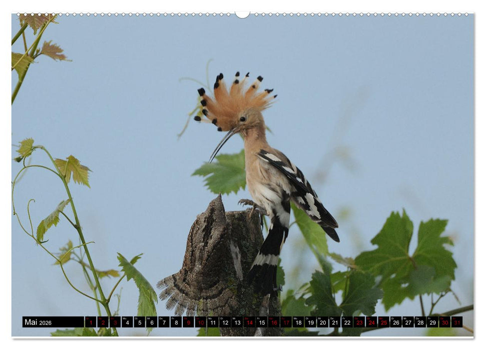 Der Wiedehopf (CALVENDO Premium Wandkalender 2026)