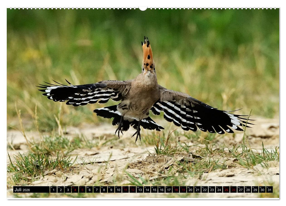 Der Wiedehopf (CALVENDO Premium Wandkalender 2026)