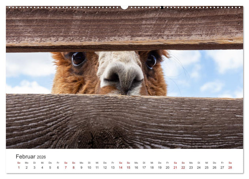 Lamas und Alpakas - Die weichen Neuweltkamele. (CALVENDO Premium Wandkalender 2026)