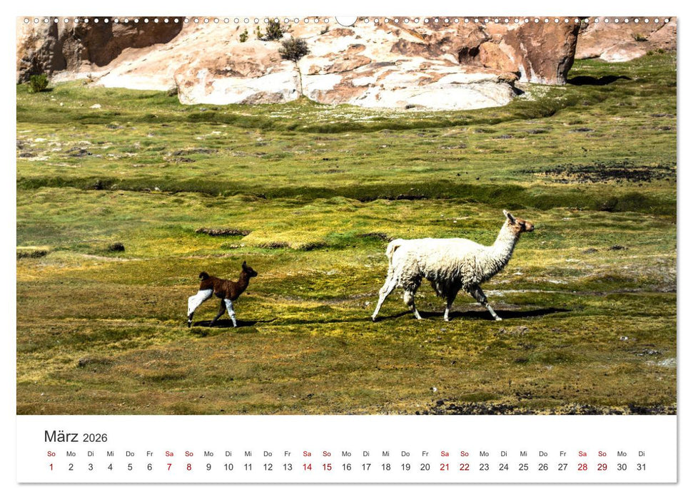 Lamas und Alpakas - Die weichen Neuweltkamele. (CALVENDO Premium Wandkalender 2026)