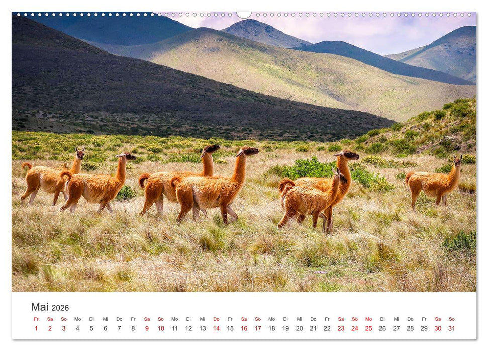 Lamas und Alpakas - Die weichen Neuweltkamele. (CALVENDO Premium Wandkalender 2026)