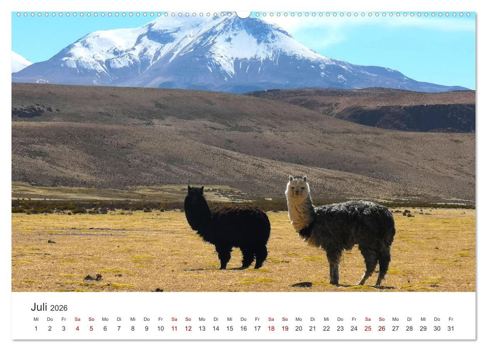Lamas und Alpakas - Die weichen Neuweltkamele. (CALVENDO Premium Wandkalender 2026)