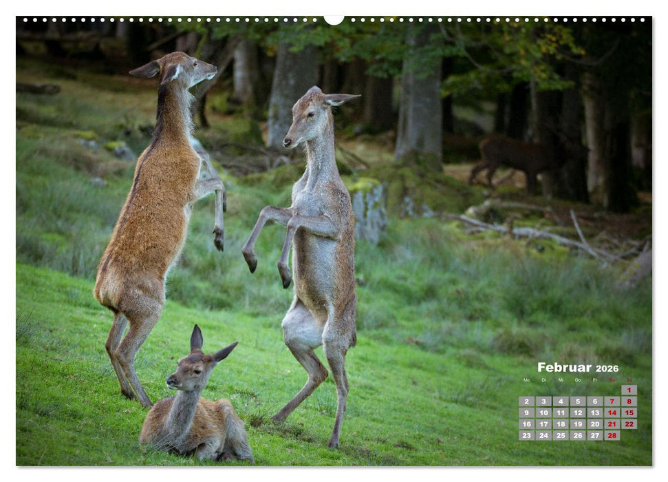 Krafttier Hirsch (CALVENDO Premium Wandkalender 2026)