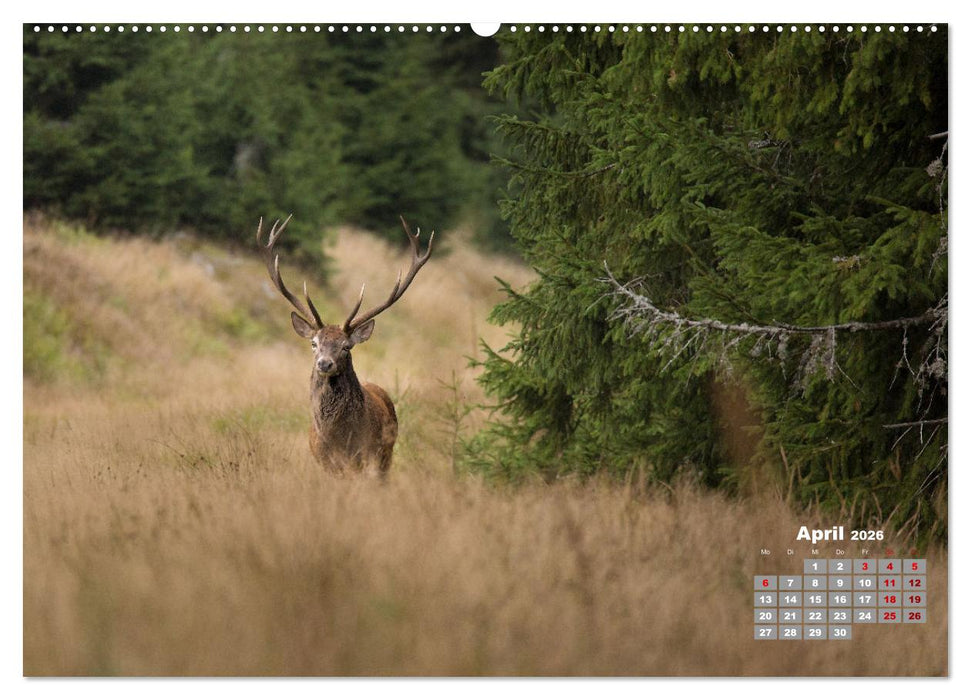 Krafttier Hirsch (CALVENDO Premium Wandkalender 2026)